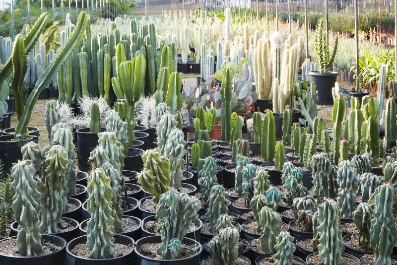 Cereus repandus ‘Monstrose’