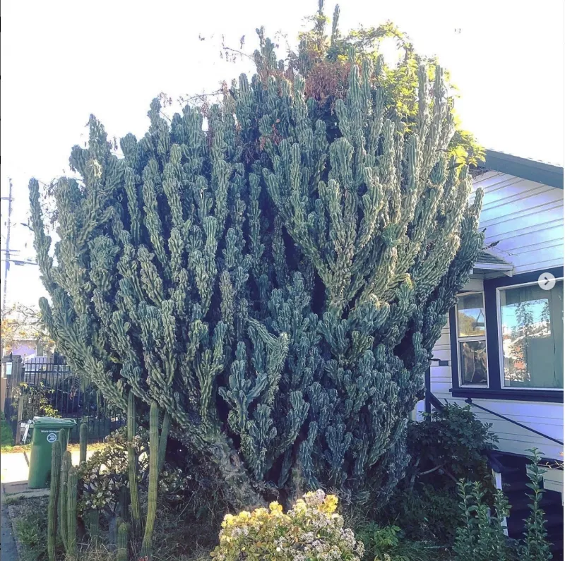 Cereus repandus ‘Monstrose’, foto 2