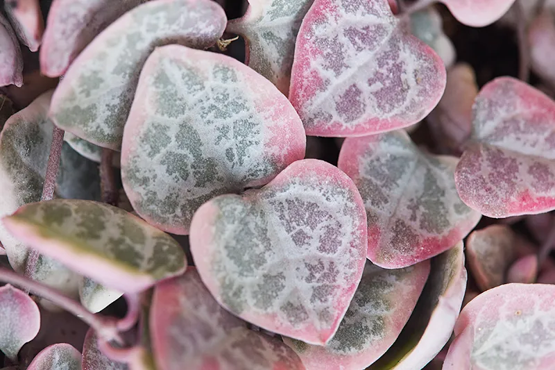 Ceropegia woodii ‘Variegata’