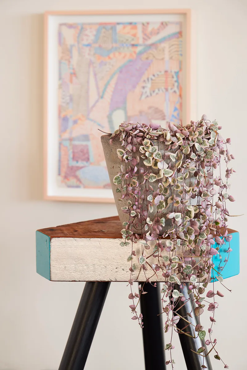 Ceropegia woodii ‘Variegata’, foto 2