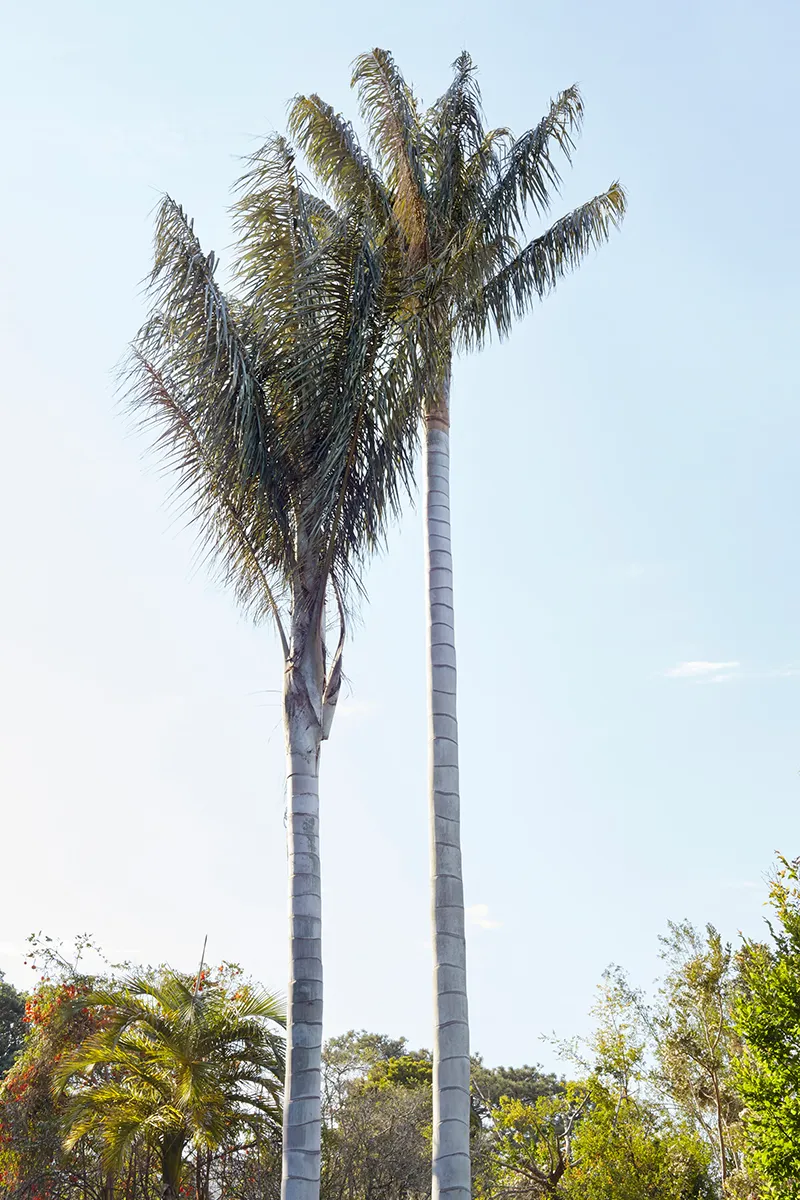 Ceroxylon quindiuense, foto 2