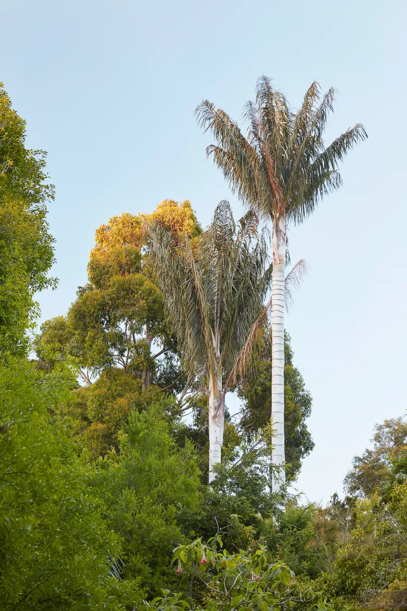 Ceroxylon quindiuense, foto 3