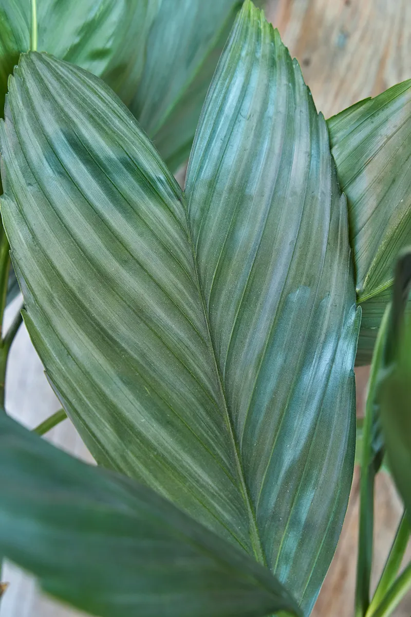 Chamaedorea metallica