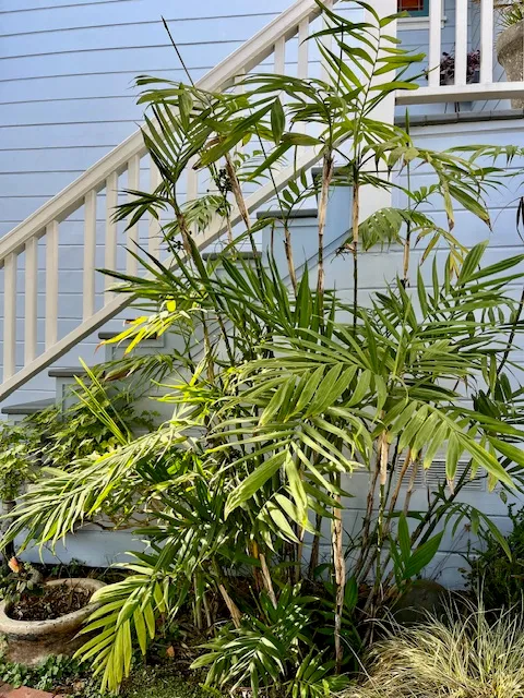 Chamaedorea microspadix, foto 2