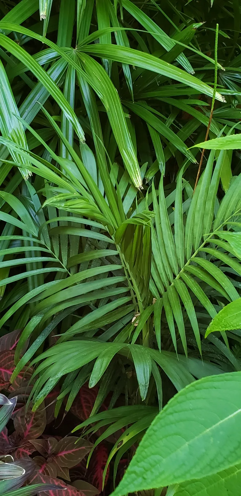 Chamaedorea oreophila, foto 2
