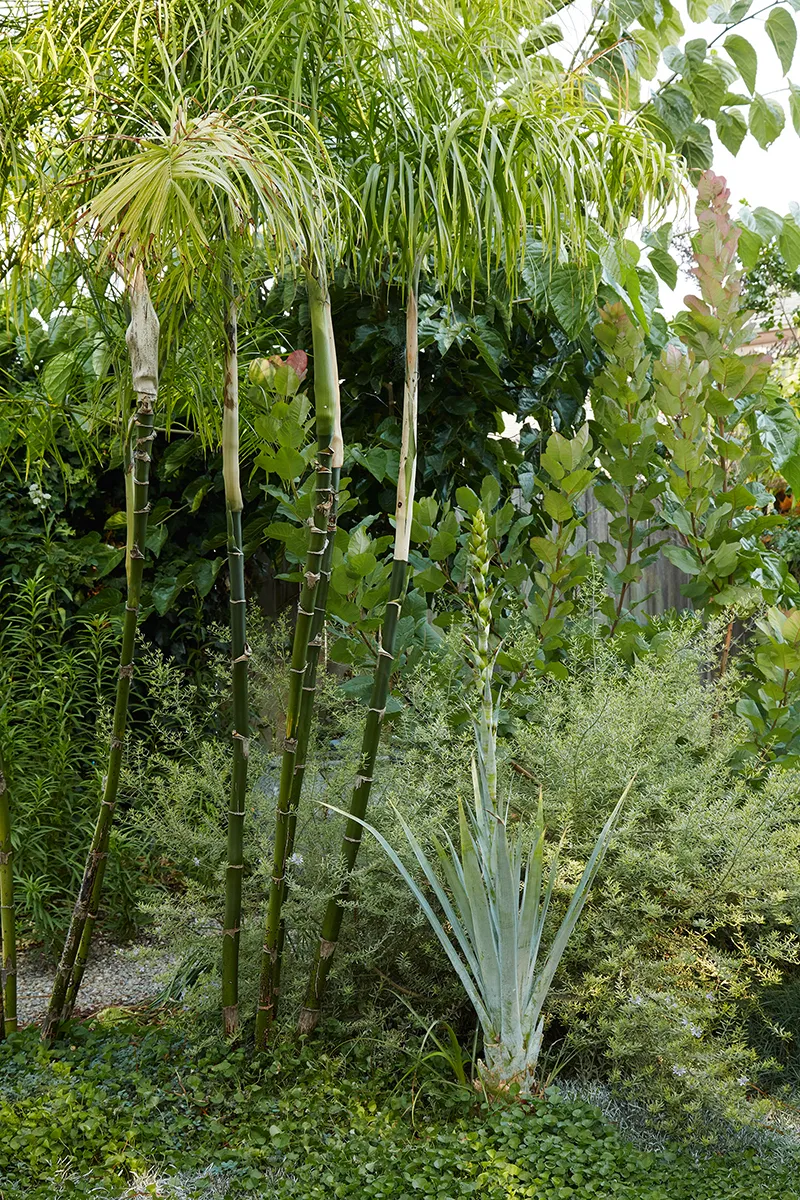 Chamaedorea plumosa, foto 2