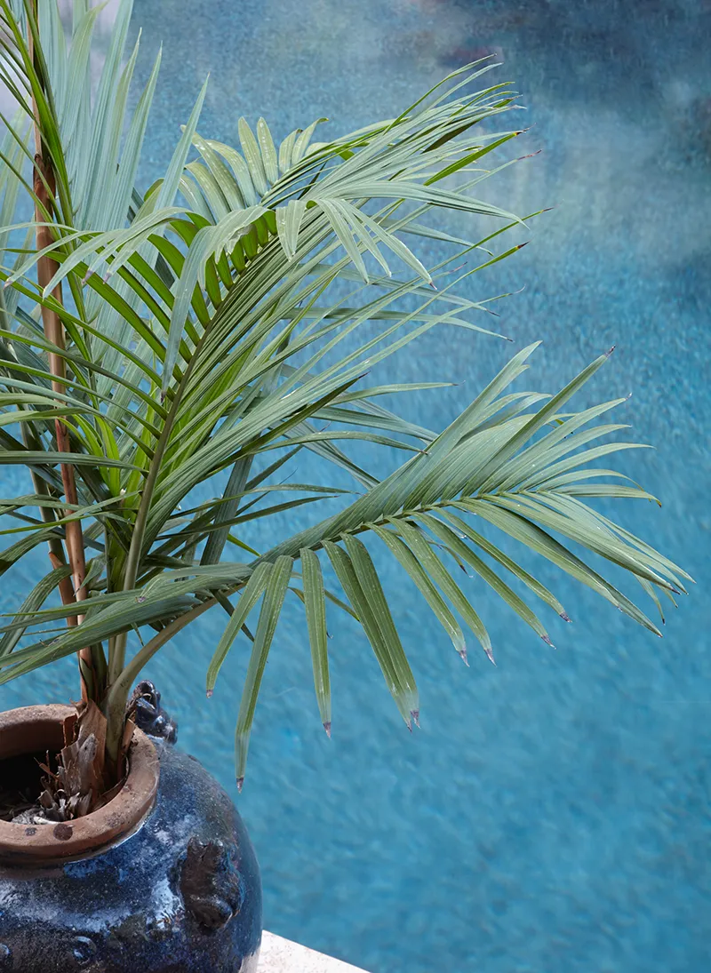 Chamaedorea radicalis ‘Tree Form’