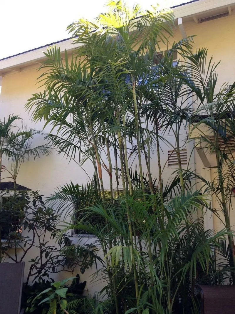 Chamaedorea radicalis ‘Tree Form’, foto 2