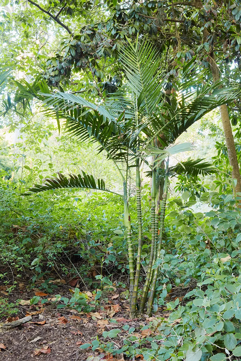 Chamaedorea woodsoniana ‘Gigante’