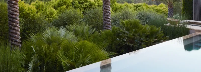 Chamaerops humilis, foto 2
