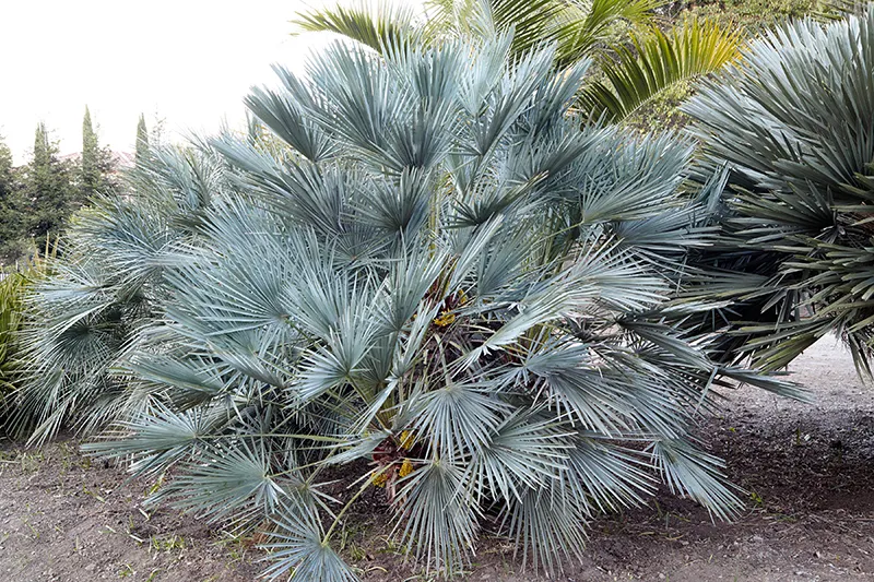 Chamaerops humilis ‘Cerifera’, photo 2