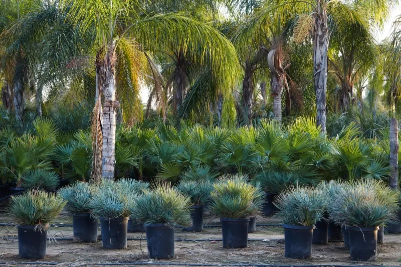 Chamaerops humilis ‘Cerifera’, photo 3