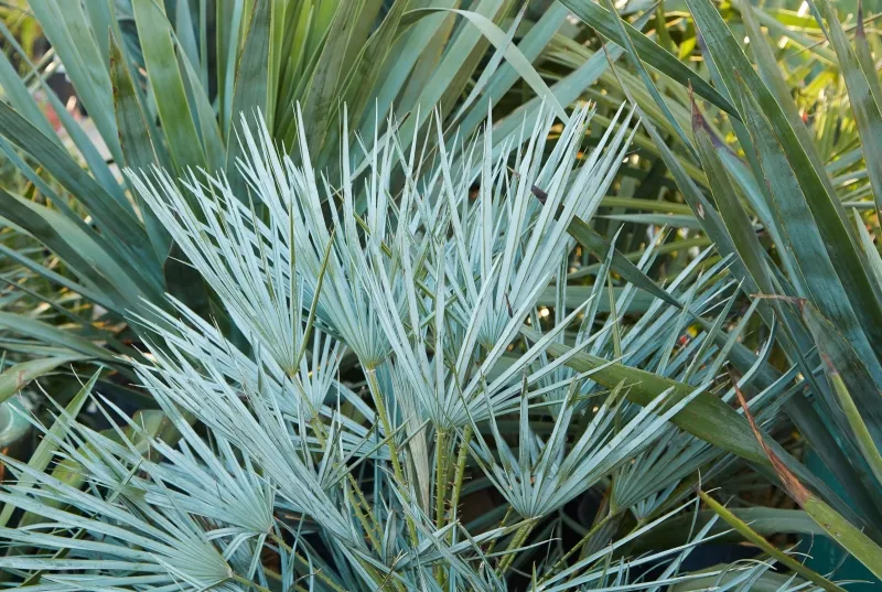 Chamaerops humilis ‘Cerifera’, photo 4