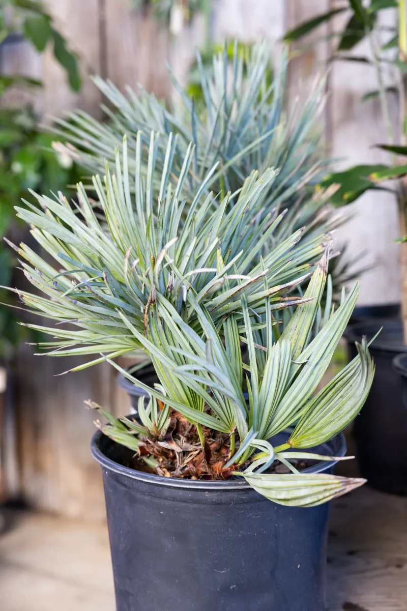 Chamaerops humilis ‘Cerifera’, photo 5