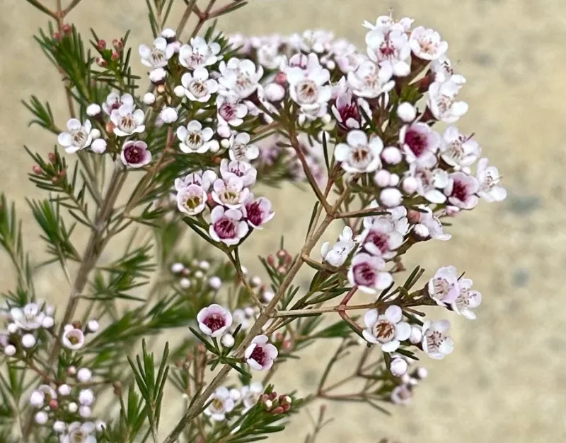 Chamelaucium ‘Southern Stars’