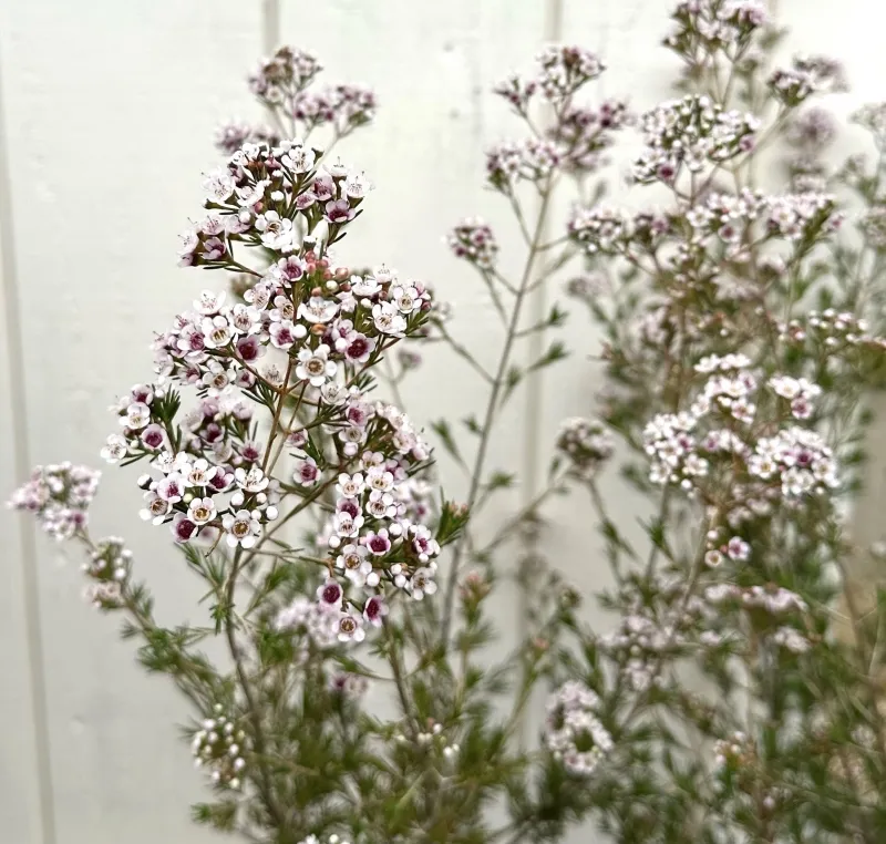 Chamelaucium ‘Southern Stars’, foto 2