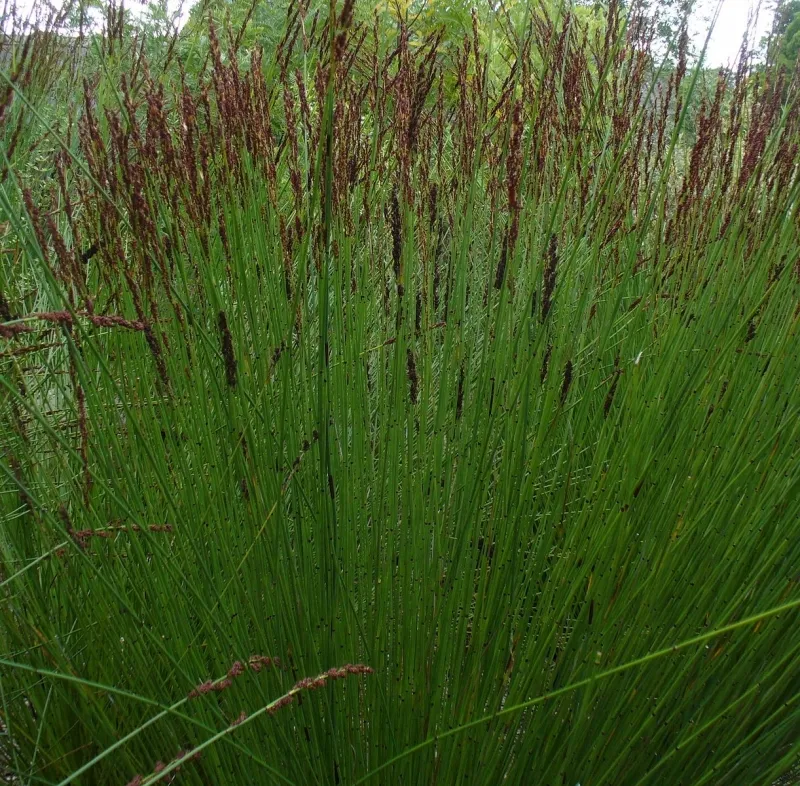 Chondropetalum tectorum
