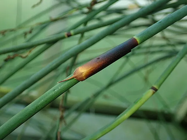 Chondropetalum tectorum, foto 2