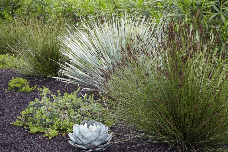 Chondropetalum tectorum ‘El Campo’