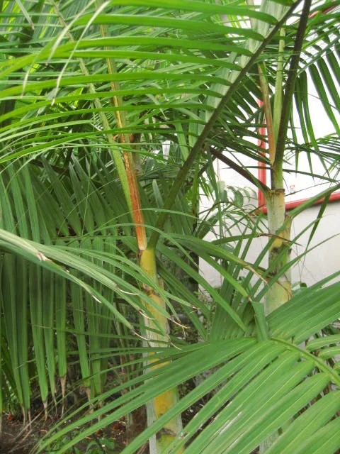 Chrysalidocarpus (Dypsis) baronii, foto 2