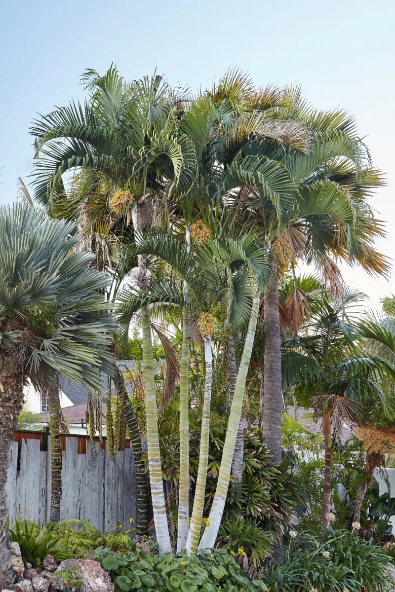 Chrysalidocarpus (Dypsis) baronii ‘Black Stem’