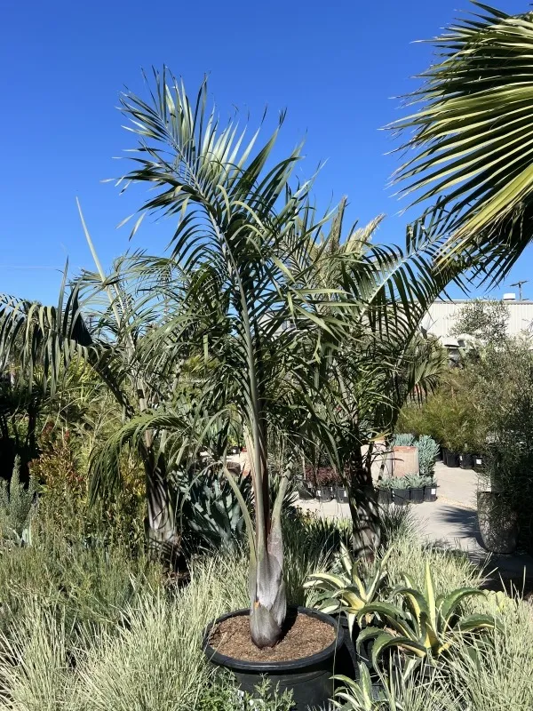 Chrysalidocarpus (Dypsis) decaryi