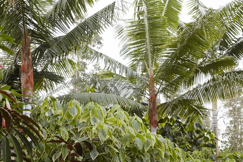 Chrysalidocarpus (Dypsis) leptocheilos
