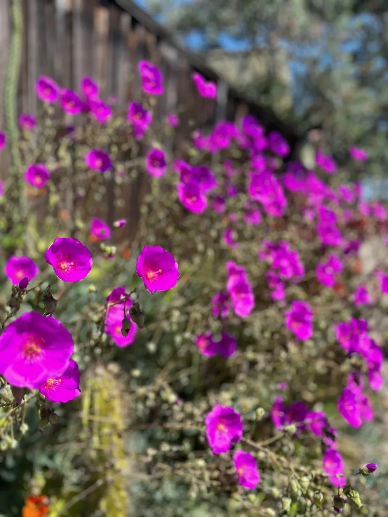 Cistanthe grandiflora (Calandrinia spectabilis), foto 2