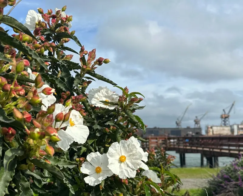 Cistus ladanifer ‘Blanche’