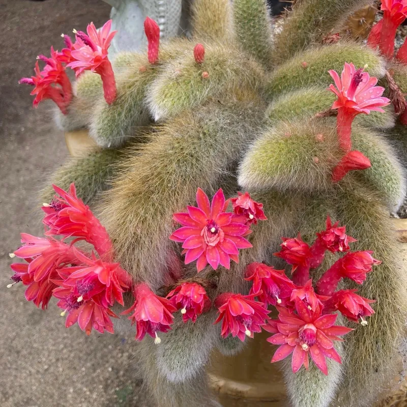 Cleistocactus colademononis, foto 2