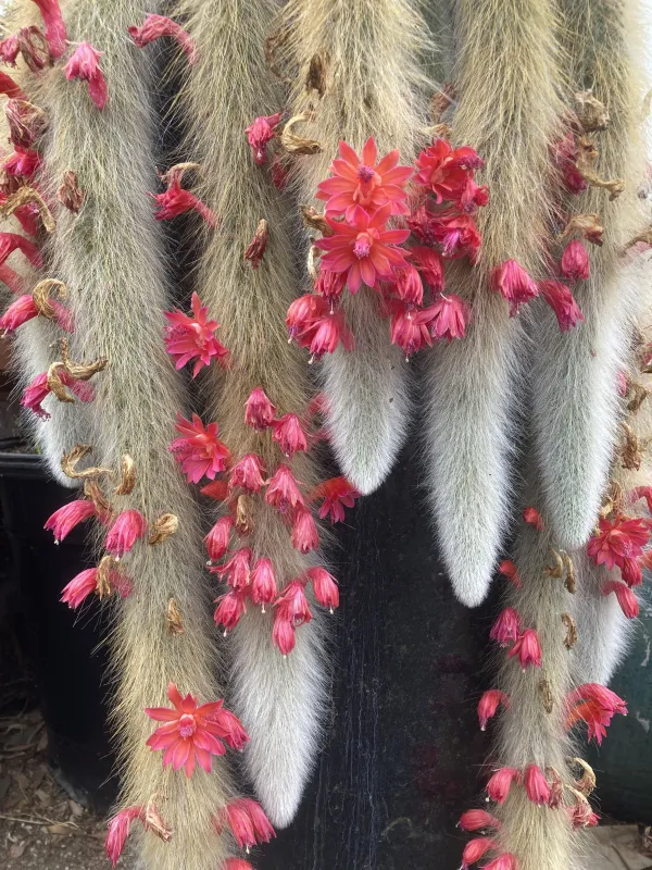 Cleistocactus colademononis, foto 3