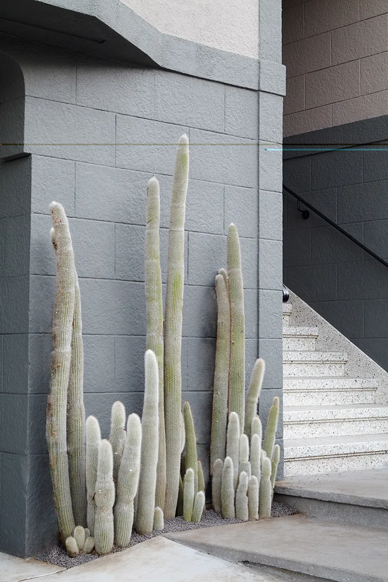 Cleistocactus strausii