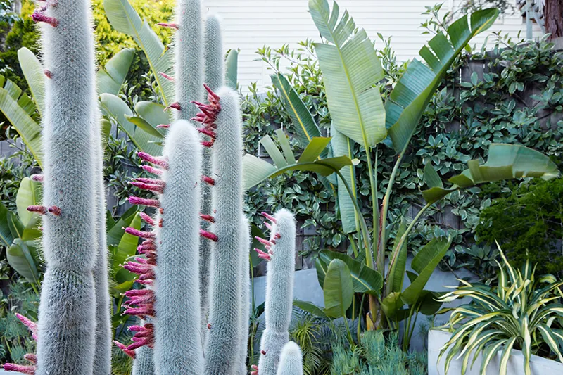 Cleistocactus strausii, foto 2