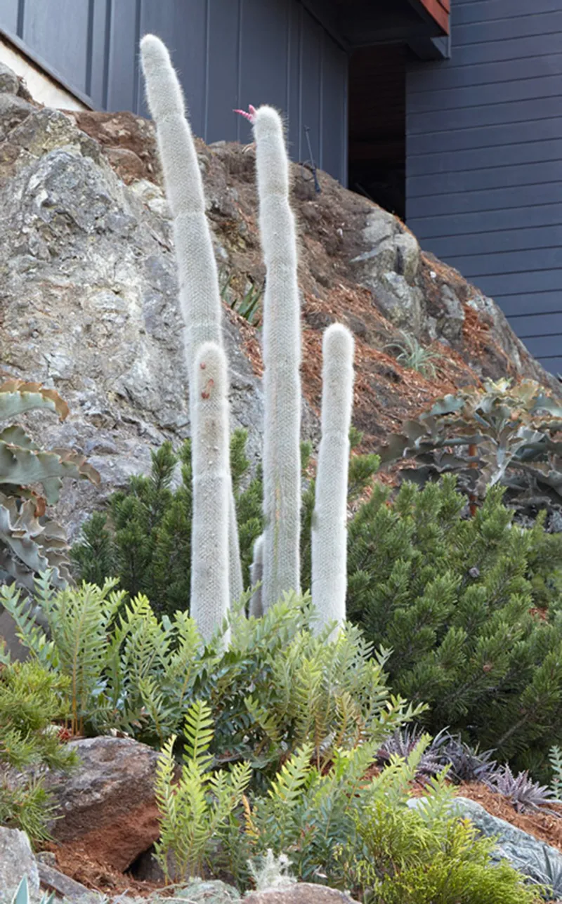 Cleistocactus strausii, foto 4