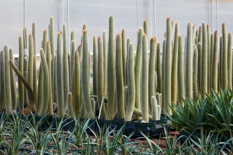 Cleistocactus strausii, foto 5