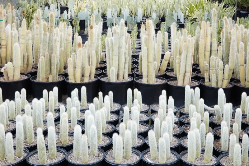 Cleistocactus strausii, foto 6