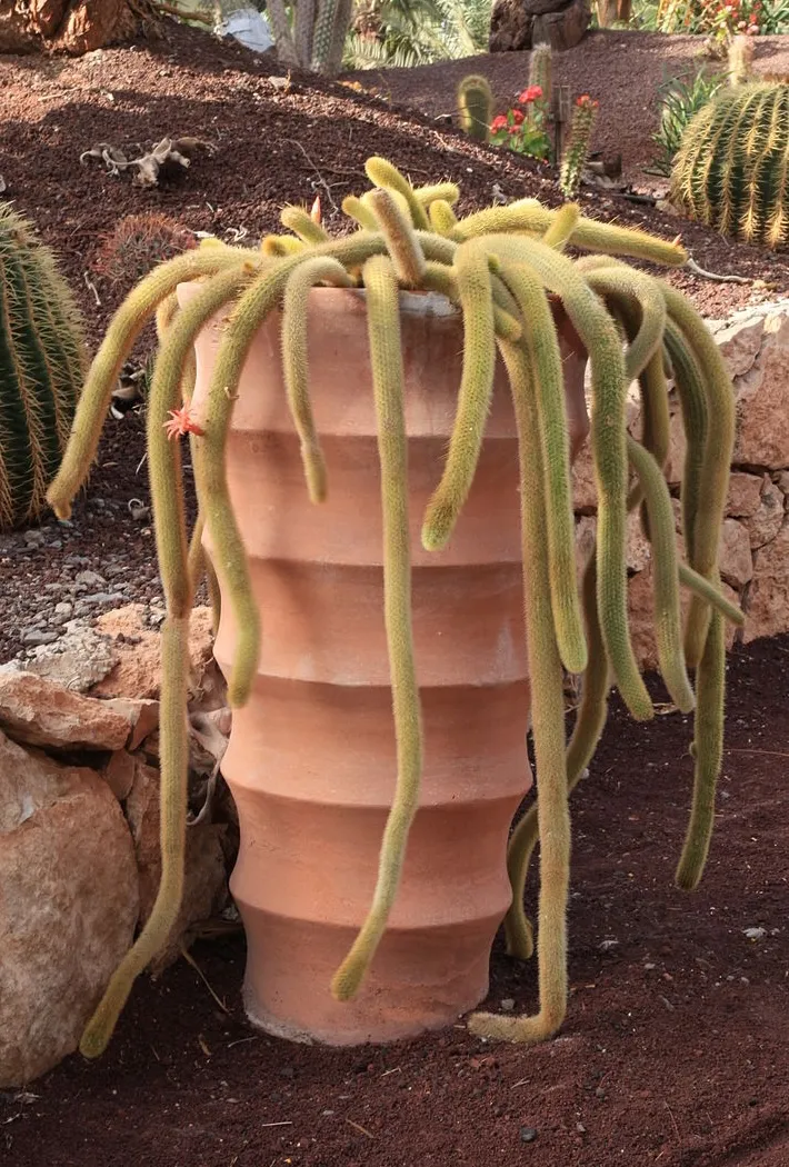 Cleistocactus winteri, foto 2