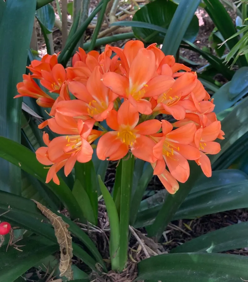 Clivia miniata ‘Hybrid’