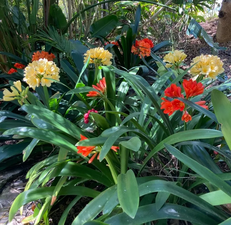 Clivia miniata ‘Hybrid’, foto 2