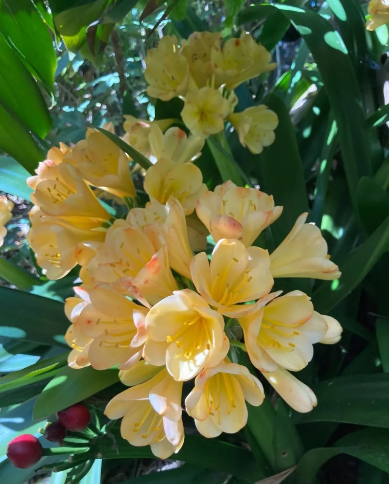 Clivia miniata ‘Yellow’