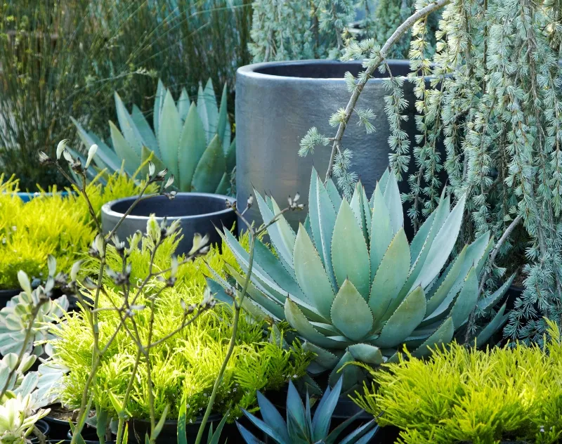 Coleonema pulchellum ‘Sunset Gold’, foto 3