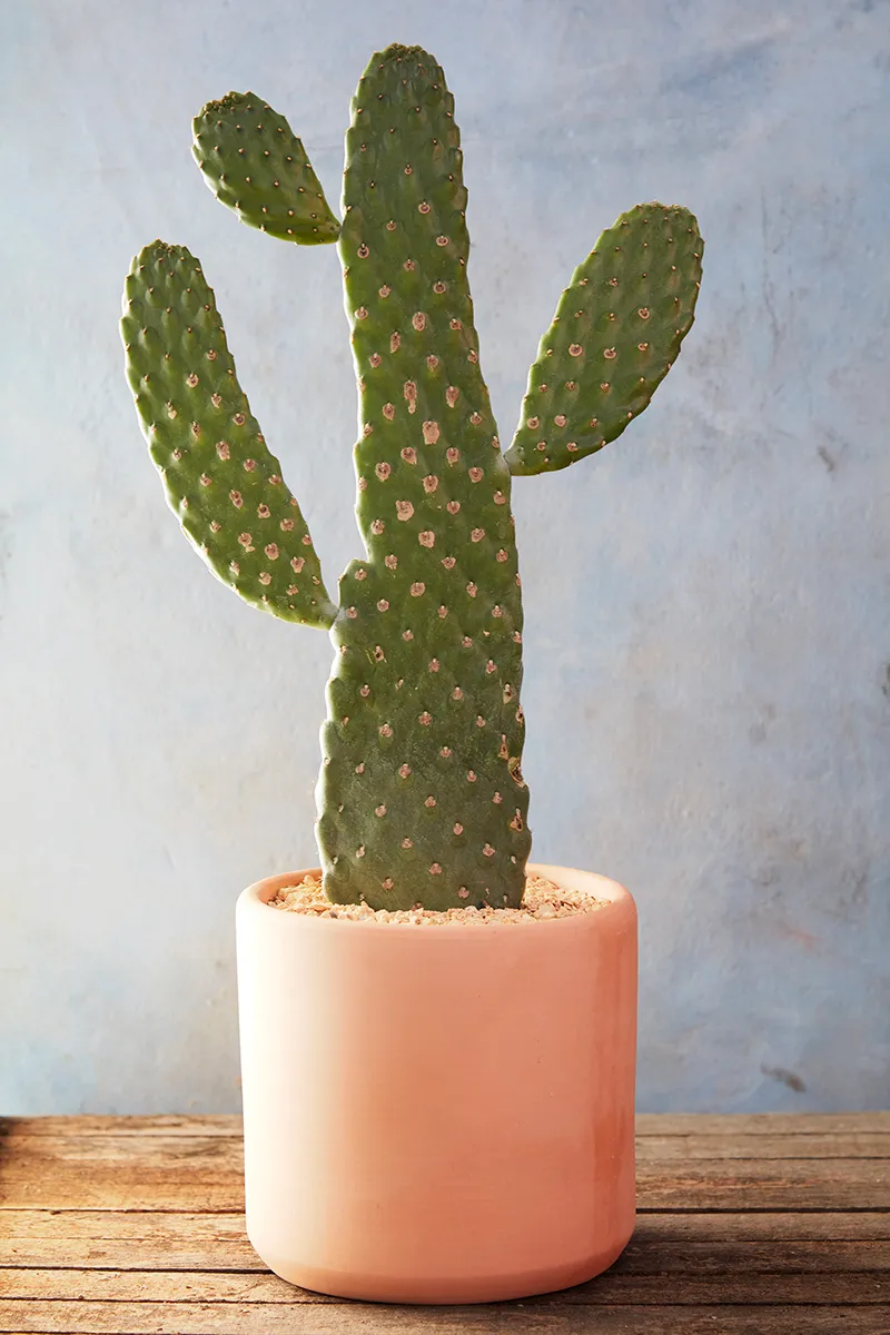 Consolea (Opuntia) rubescens ‘Cartoon’