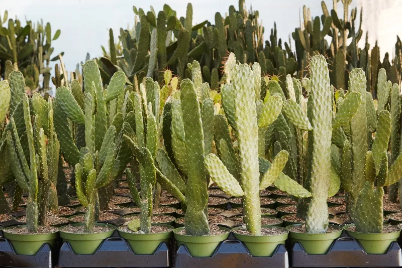 Consolea (Opuntia) rubescens ‘Cartoon’, foto 3