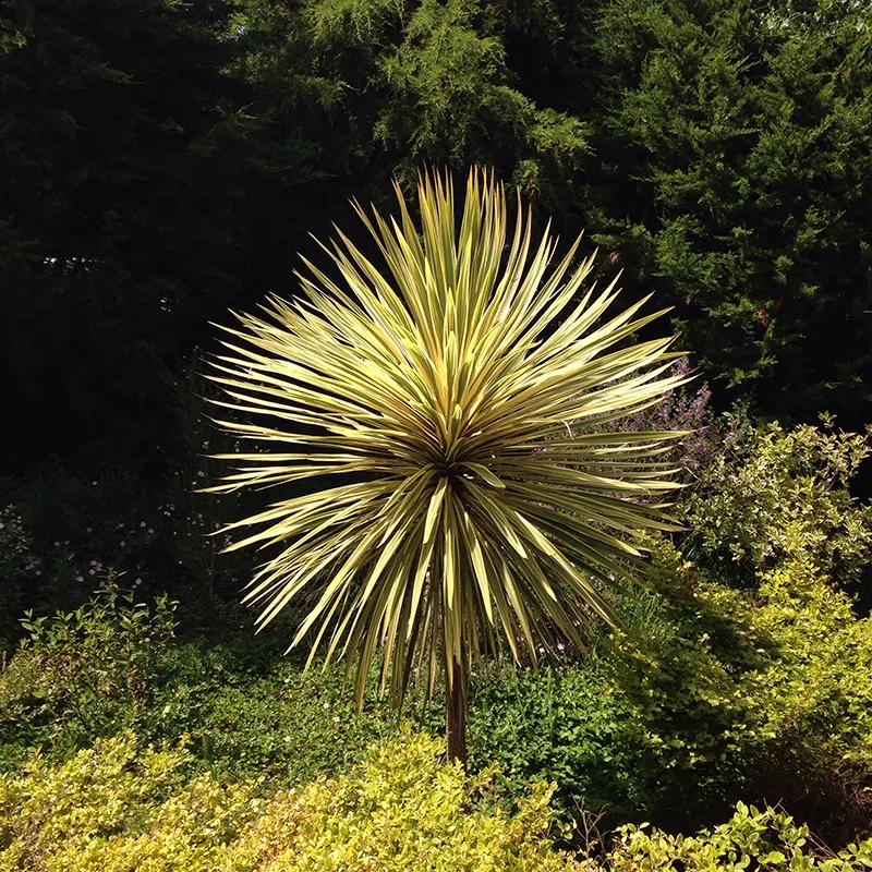 Cordyline australis ‘Torbay Dazzler’
