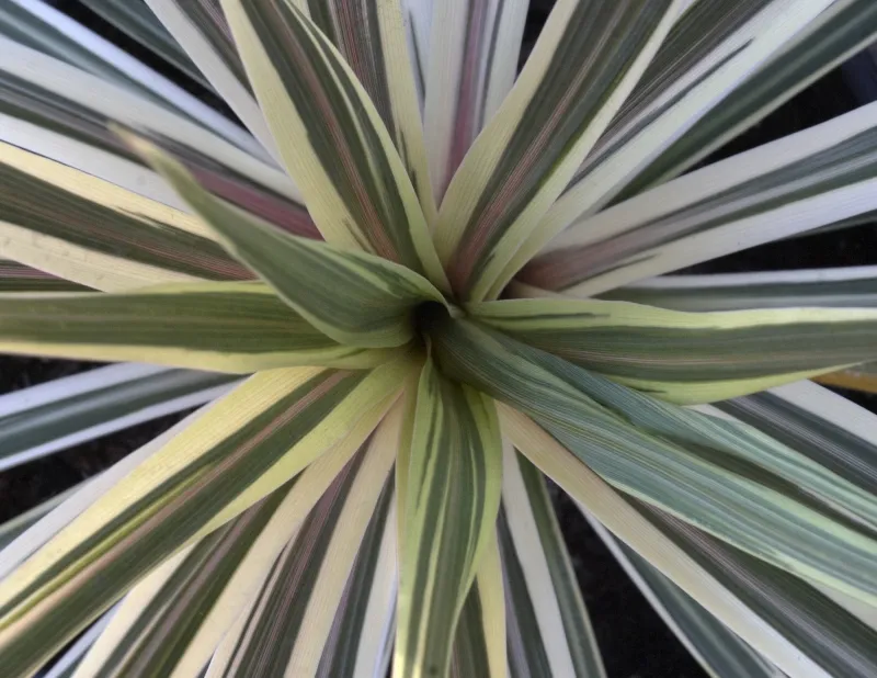 Cordyline australis ‘Torbay Dazzler’, foto 2