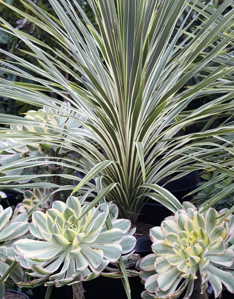 Cordyline australis ‘Torbay Dazzler’, foto 3