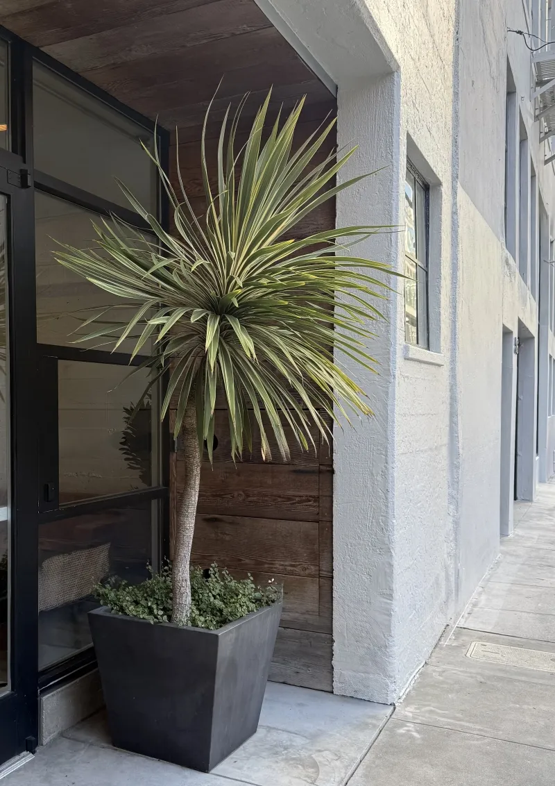 Cordyline australis ‘Torbay Dazzler’, foto 4