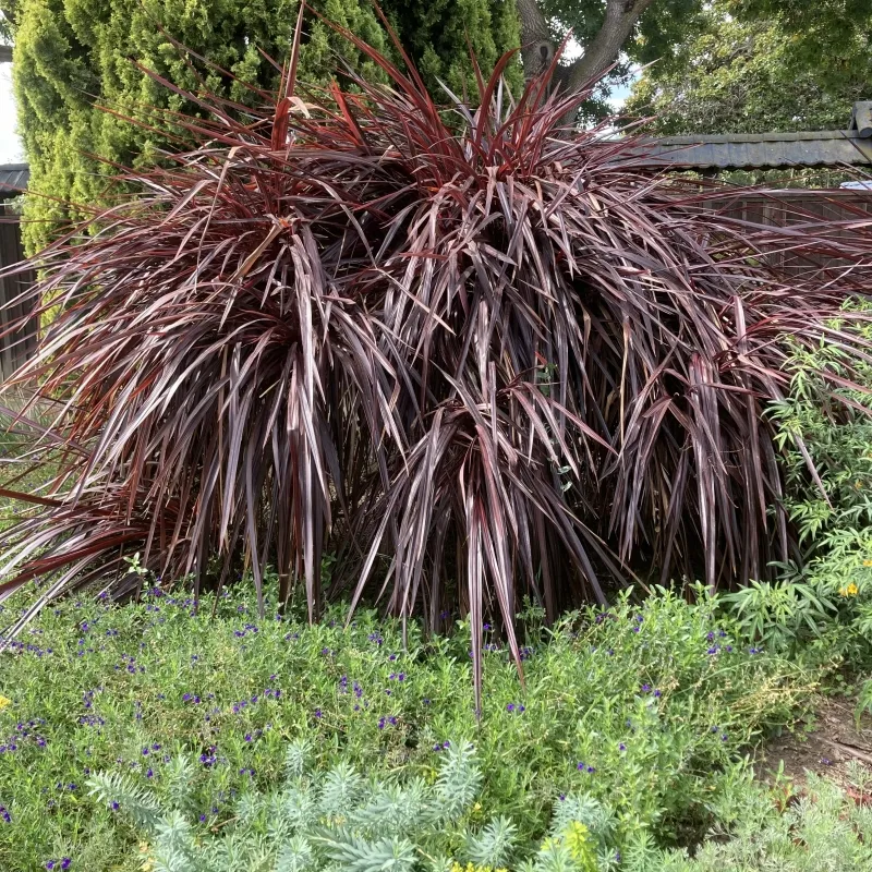 Cordyline ‘Design a Line Burgundy’