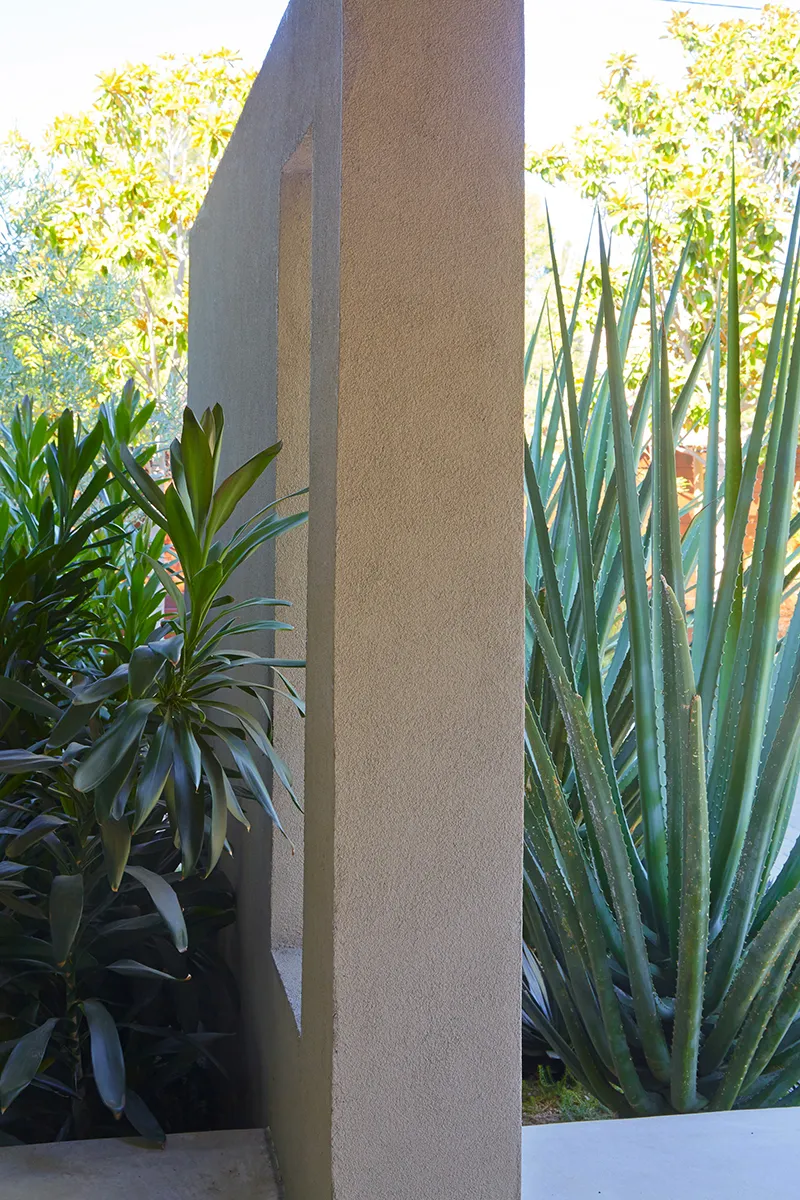 Cordyline ‘Glauca’