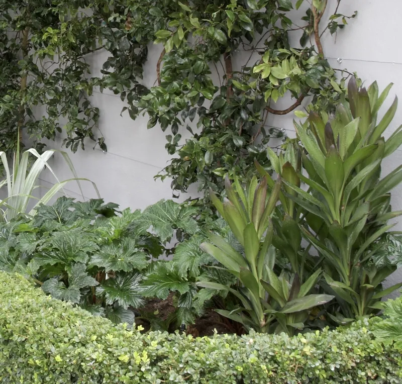 Cordyline ‘Glauca’, foto 3